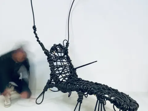 HC Gryllus Martinus Magnus Duplex— No. 01